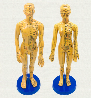 針灸穴位人體模型